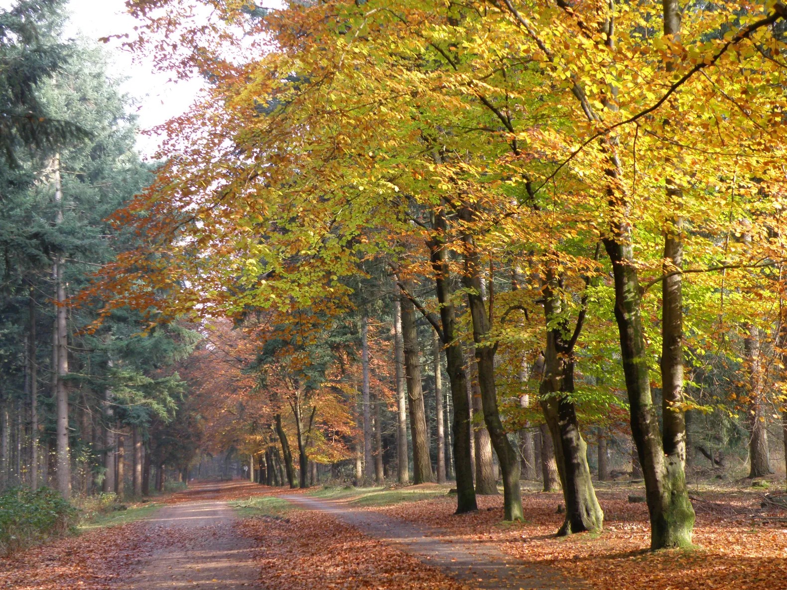 Eropuit in de Herfstvakantie? Tref het in Oss. | Schadewijk Oss